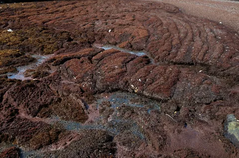 Sargazo — SABANA DE LA MAR (Este)